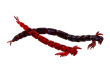 Nástraha Bloodteez Worm 7,5cm 6ks
