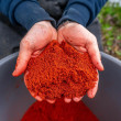 Krmivo Match Red Supreme 1kg