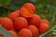 Boilies Probiotic Peach Mango s N-Butyric