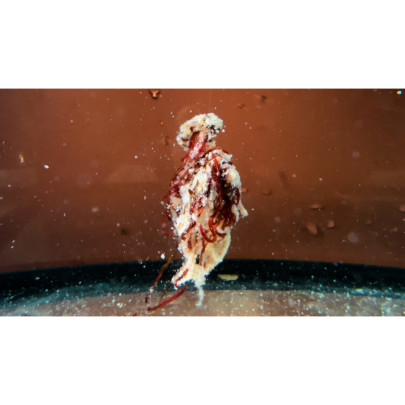 Nástraha Šonův Sopel Flaška 85g