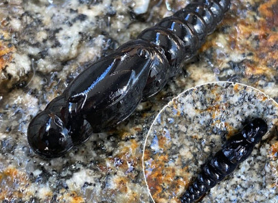 Nástraha Largo Slim 34mm 12ks