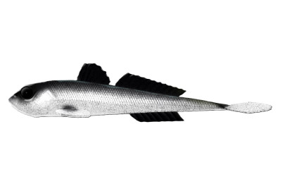 Nástraha Gobio 18,6cm 40g