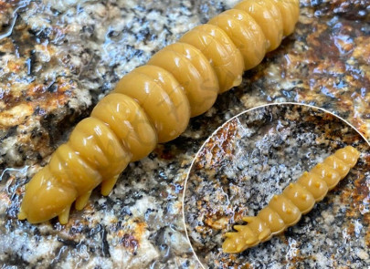 Nástraha Larva 35mm