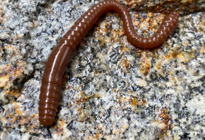 Nástraha Dying Worm 70mm 15ks