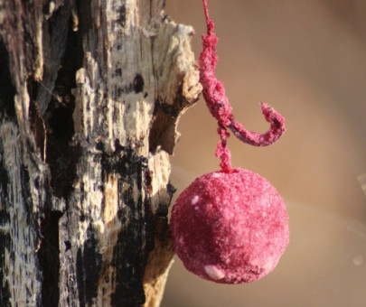 Práškový dip Powder dip