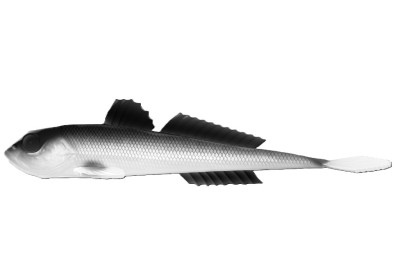 Nástraha Gobio 18,6cm 40g