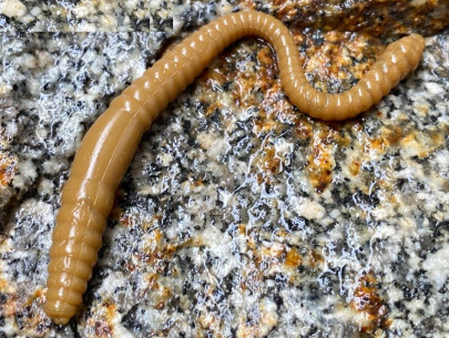 Nástraha Dying Worm 70mm 15ks