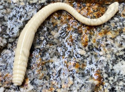 Nástraha Dying Worm 70mm 15ks