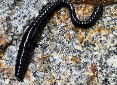 Nástraha Dying Worm 70mm 15ks