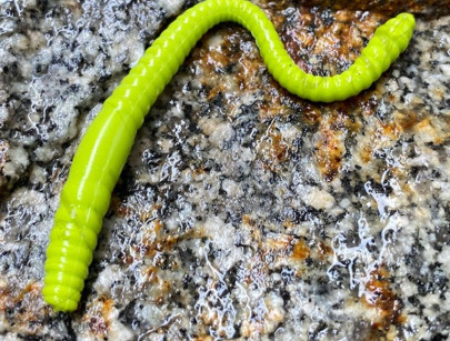 Nástraha Dying Worm 70mm 15ks