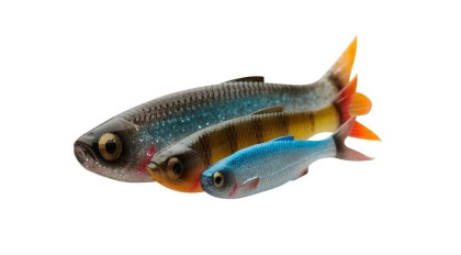 Nástraha Craft Dying Minnow 7,5cm 5ks