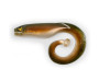 Nástraha na sumce Mega Curl Tail 22cm
