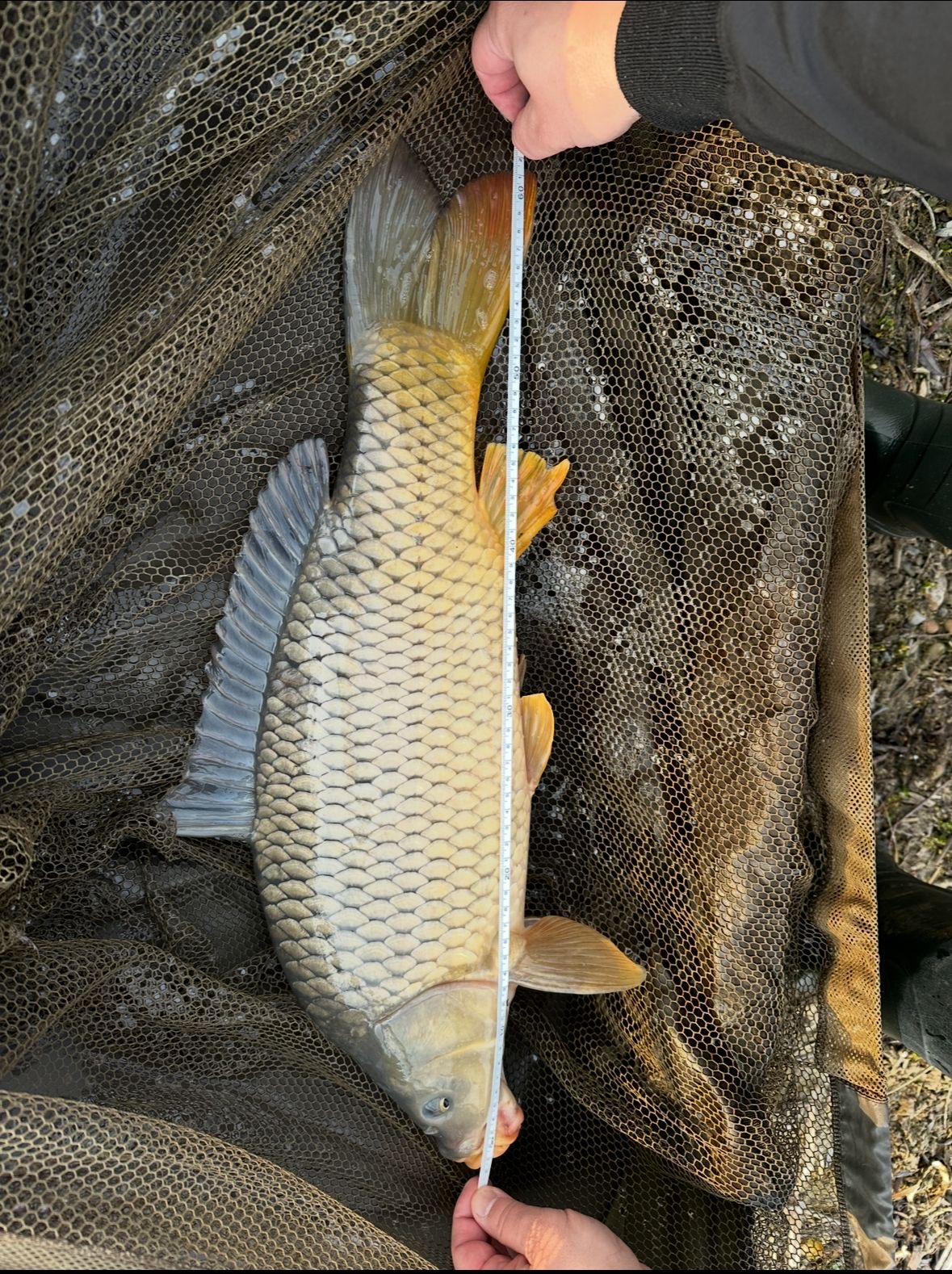 kaprový podběrák